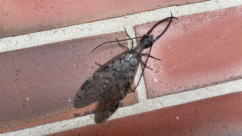 Male dobson fly on a wall