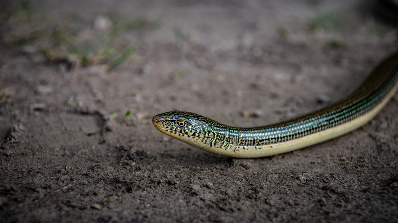 Eastern glass lizard on the soil