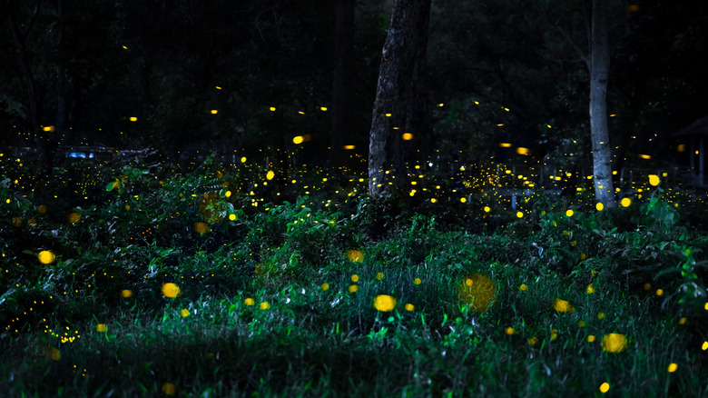 Fireflies in the forest