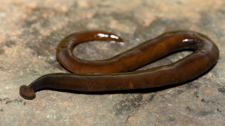 Brown hammerhead flatworm on a rock