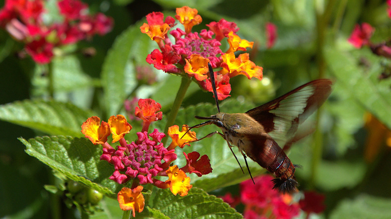 Hummingbird clearwing moth on a flower