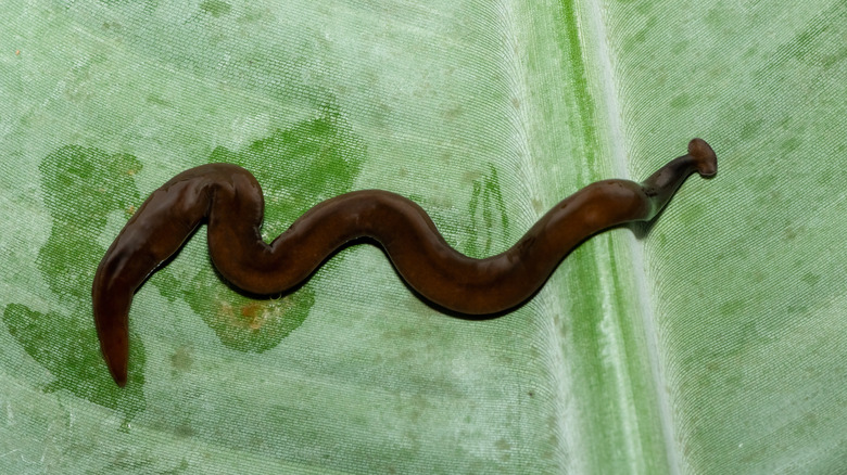Close up of a hammerhead flatworm on a leaf