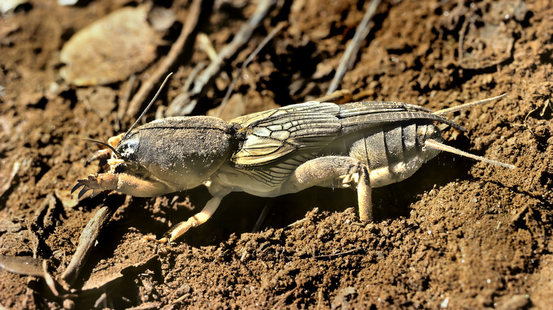 Mole Cricket walking in the soil