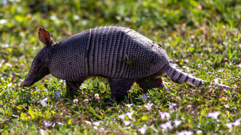 Nine-banded armadillo in the grass