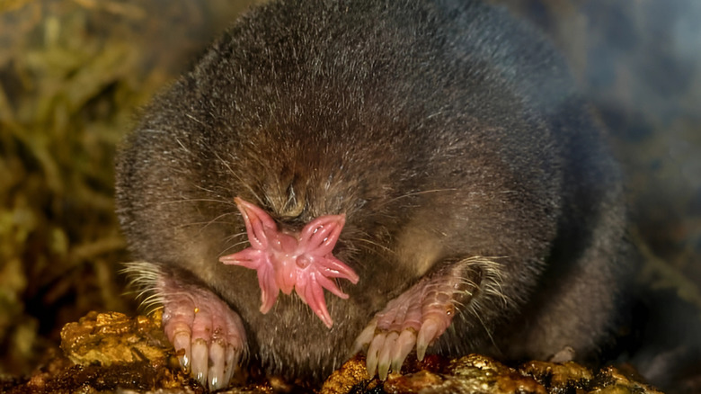 Star-nosed mole on soil