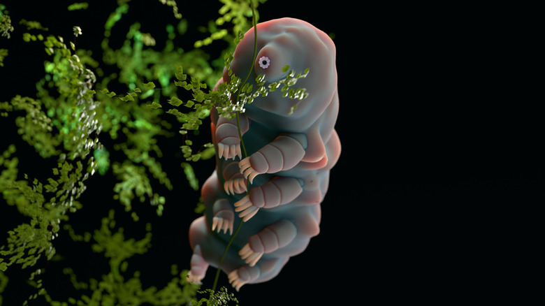 Microscopic photo of a tardigrade