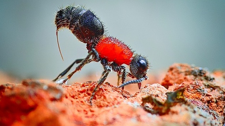Velvet ant with the sting on display