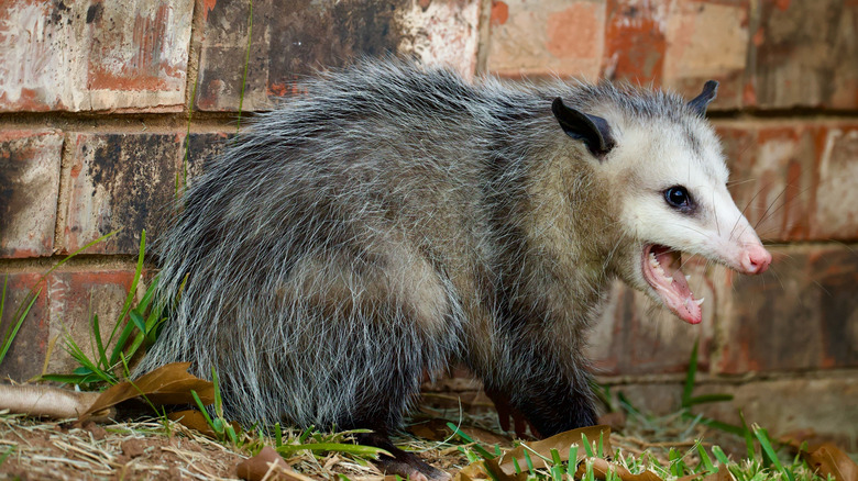 Virginia opossum against a brick wall