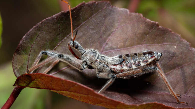 Wheel bug sitting on a hibiscus leaf