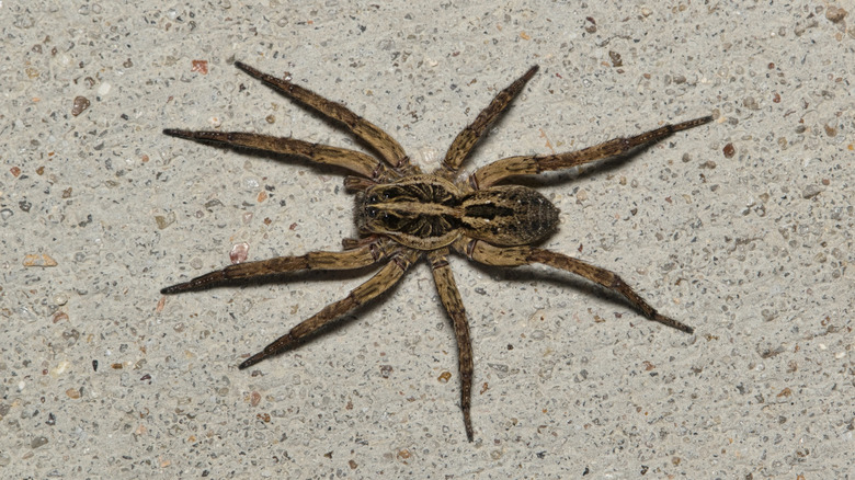 Wolf spider on a concrete sidewalk