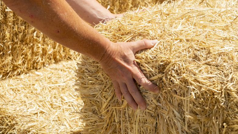 Person grasps bale of straw.