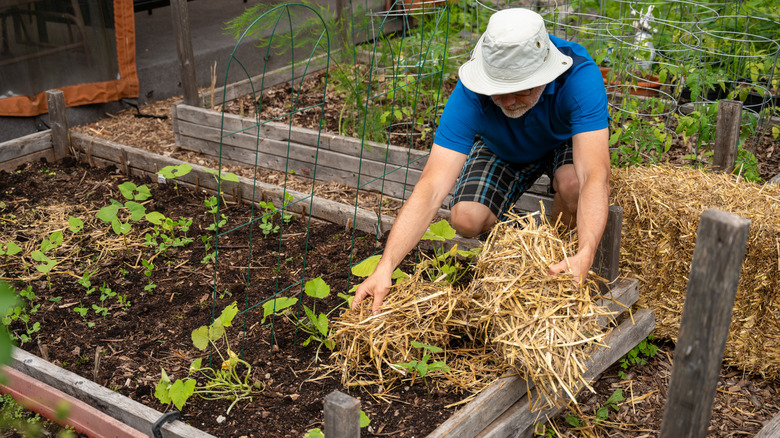 Gardener spreads straw in a vegetable raised bed.