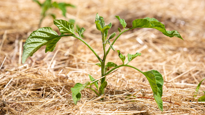 Tomato plant growing in straw mulch.
