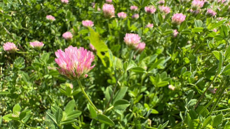 flowering strawberry clover Trifolium fragiferum