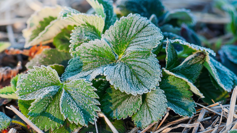 Strawberry plant covered in frost