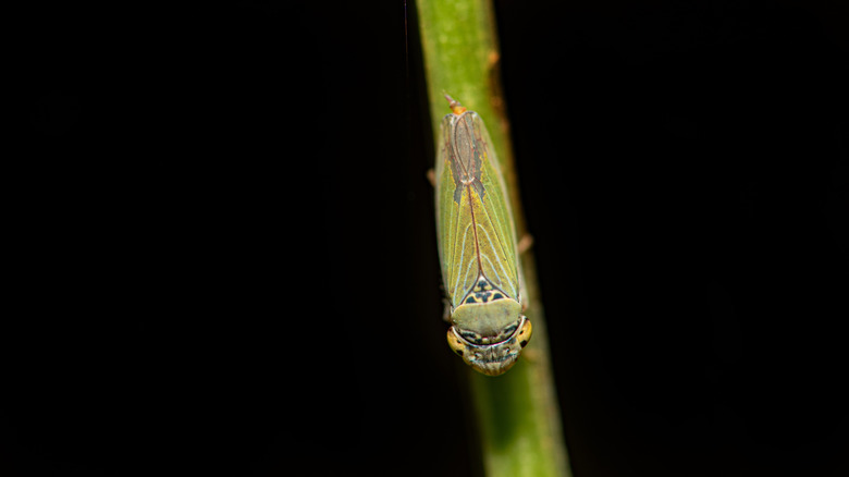 Close-up of a leafhopper
