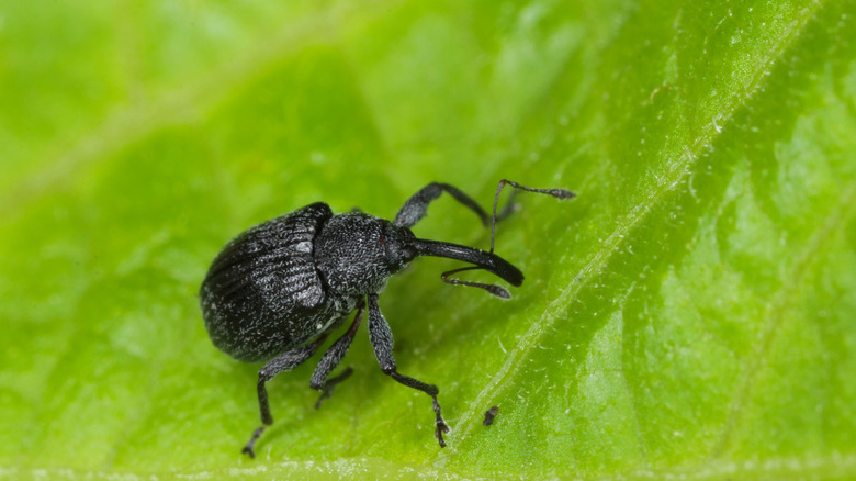 Strawberry bud weevil on a strawberry leaf