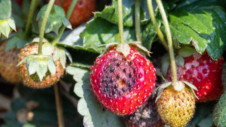 Anthracnose on a strawberry plant