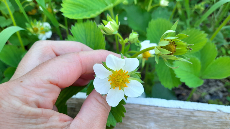 Gardener picking strawberries in the garden