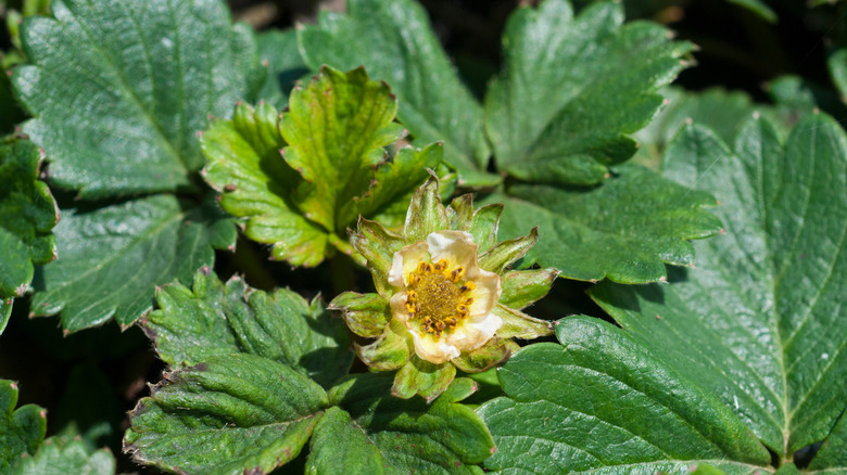 Strawberry plant infested with cyclamen mites that has killed the flowers