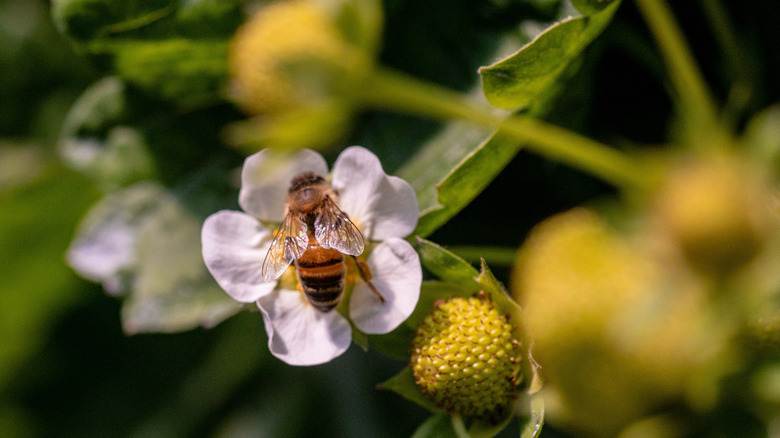 Bee on a strawberry flower