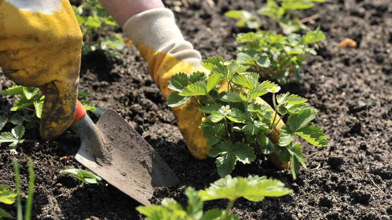 A gardener using a trowel to plant a young strawberry plant