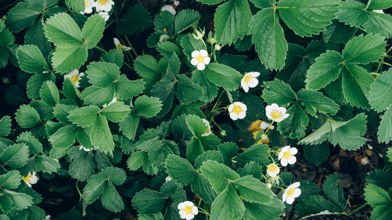 Strawberry plants with flowers