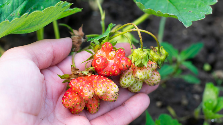 Person holding three deformed strawberries