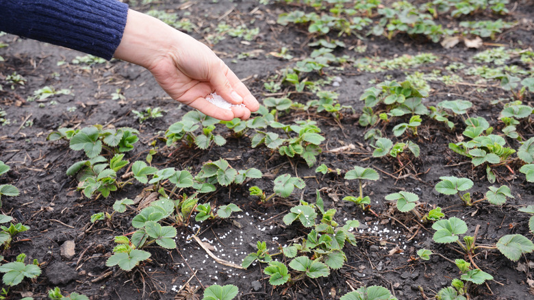 Adding nitogen to strawberry plants