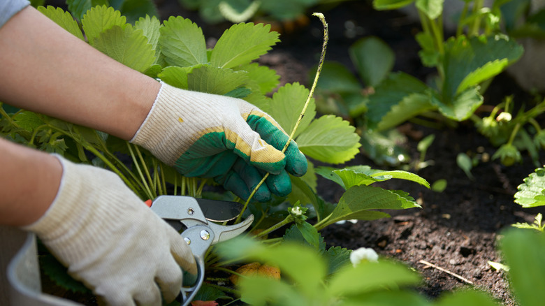 Person wearing gloves using pruners to remove a strawberry runner