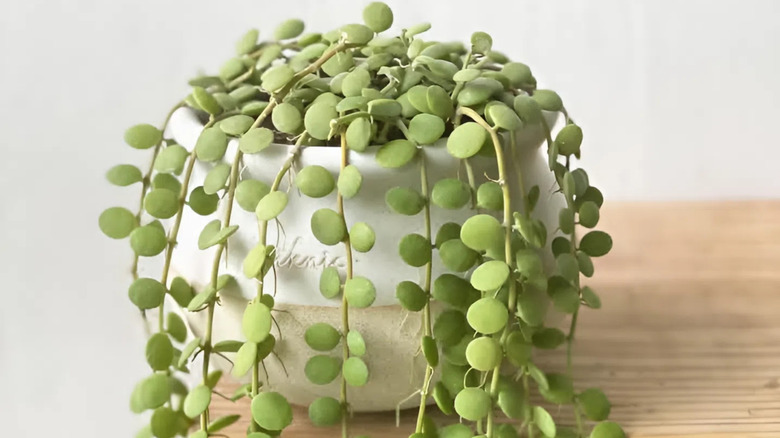 a string of nickels plant in a white pot on a wooden table indoors