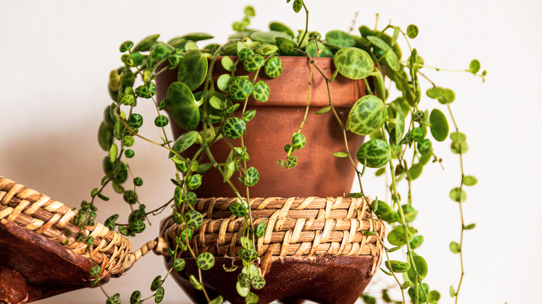 String of turtles in pot