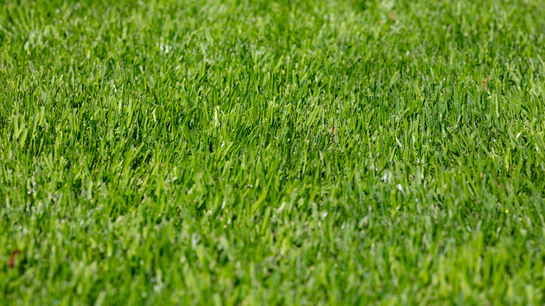 Close-up of healthy green grass