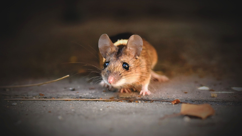close-up of a mouse on a shadowy floor