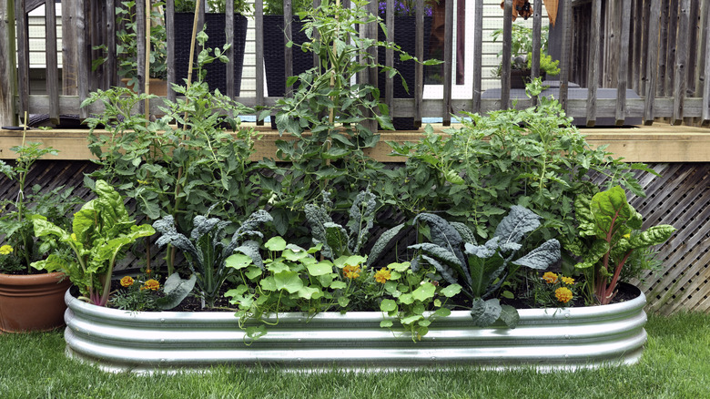 Healthy vegetables growing in a riased bed that's stronger then aluminum and doesn't rust