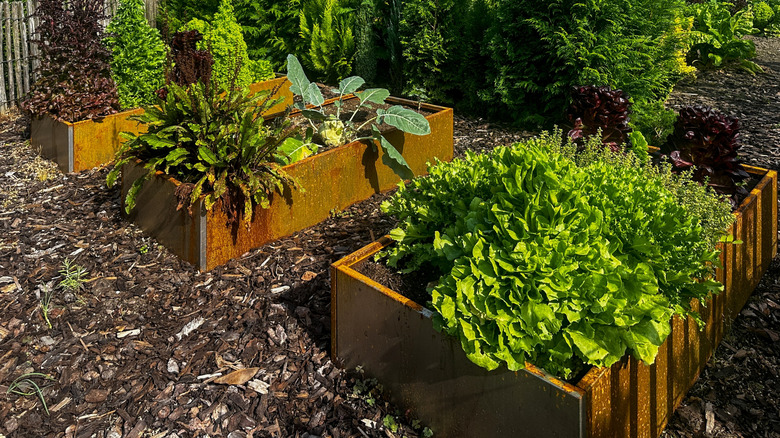 Raised metal beds that have rusted