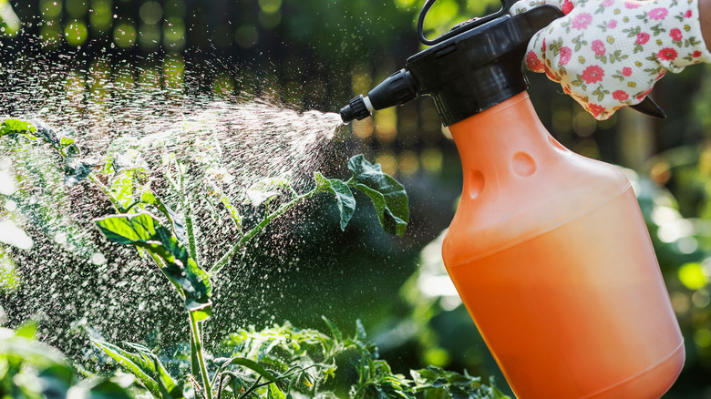 A gloved hand spraying plants with a clear solution.