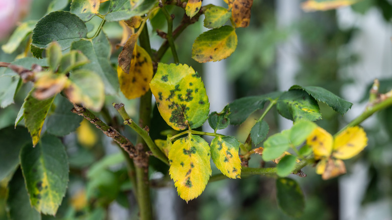 A picture of leaves with leaf spot disease.