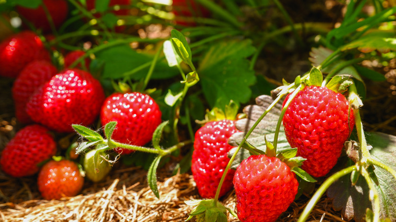 Strawberry plants with red fruit