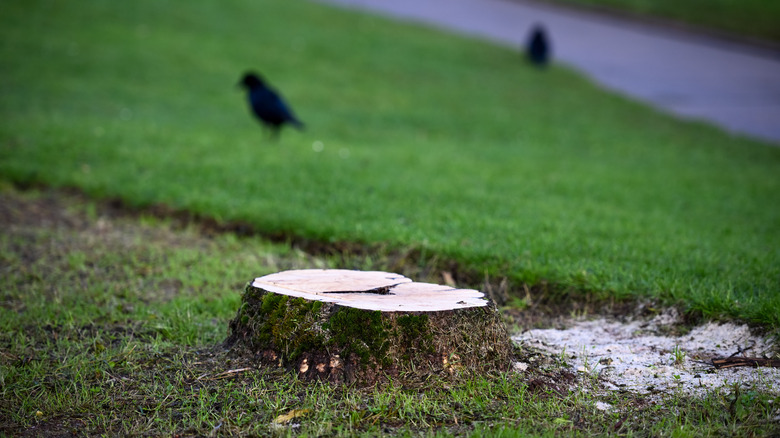 tree stump in ground