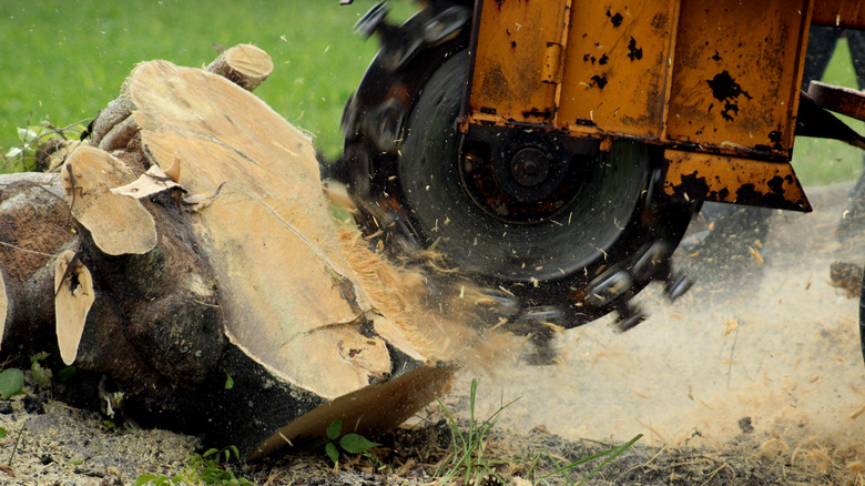 stump grinder working on tree