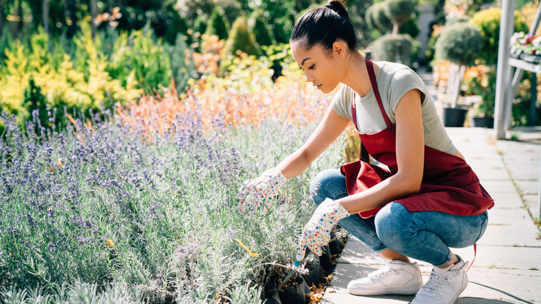 Woman in garden with lavender plants