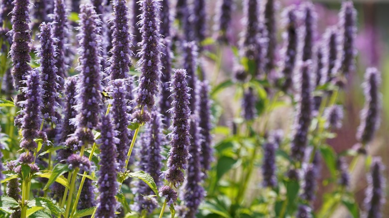 Blue anise hyssop in bloom.