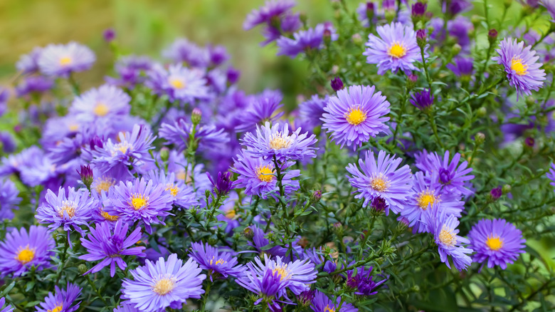 Light blue asters in bloom.