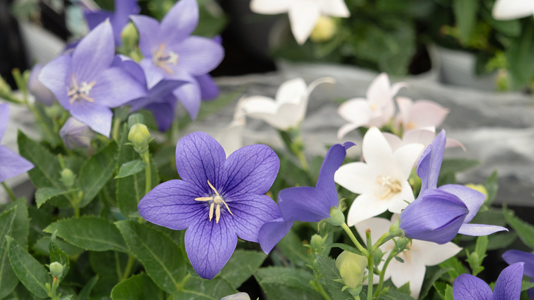 Blue and white balloon flowers.