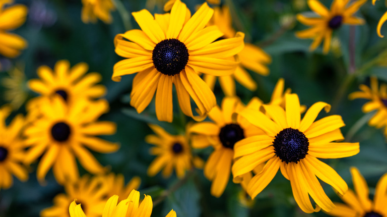 Black-eyed susans in bloom.