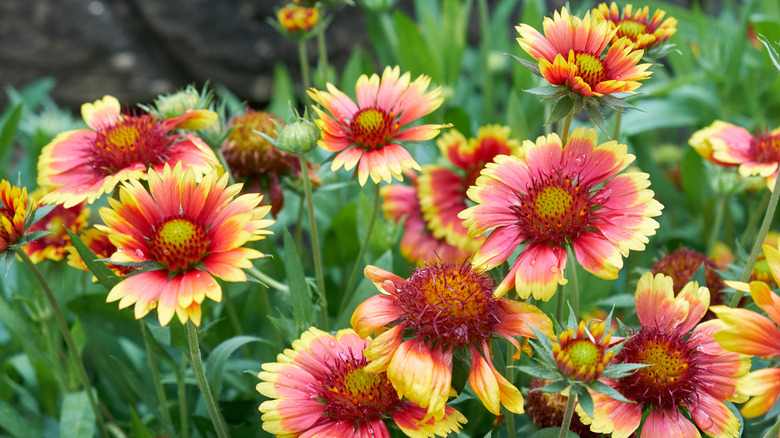 Gaillardia (blanket flower) in garden.