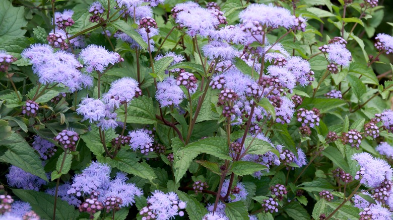 Blue mistflower or ageratum in bloom.