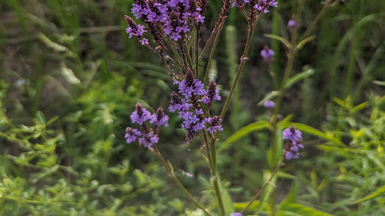 Blue vervain in meadow setting.