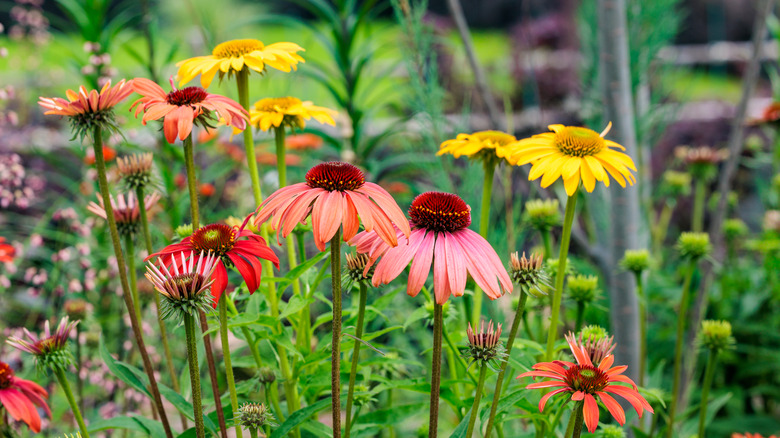 Colorful coneflowers in garden.